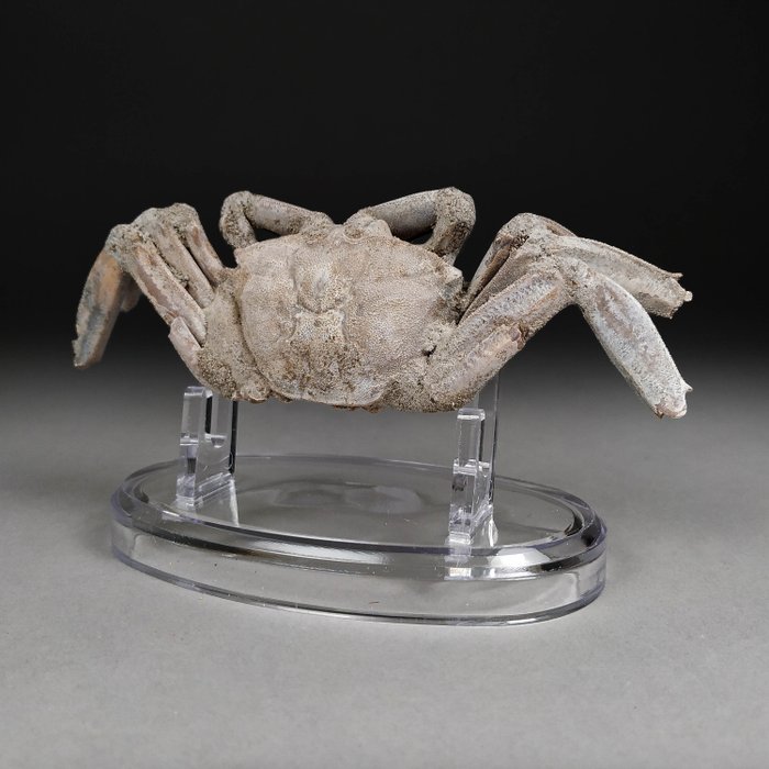 Superb fossil crab for sale  
