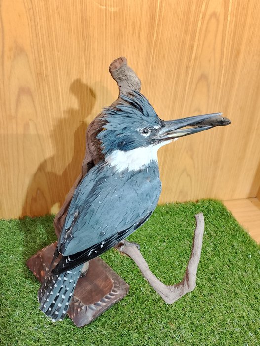 Large kingfisher taxidermy for sale  