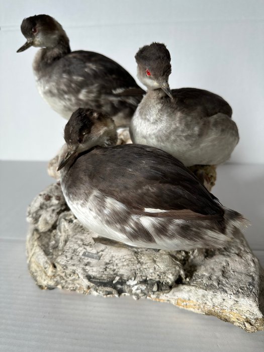 Little grebe taxidermy for sale  