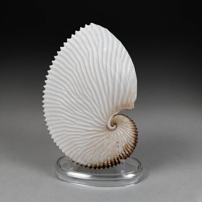 Fine paper nautilus for sale  