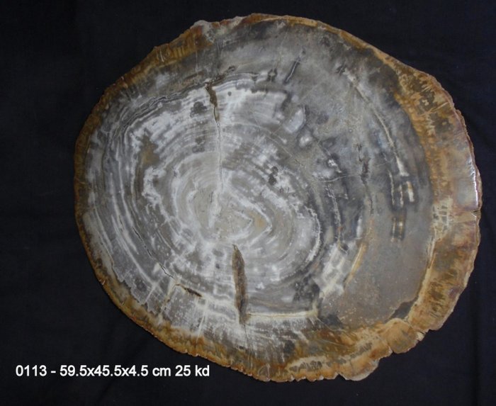 Coffee table fossil for sale  