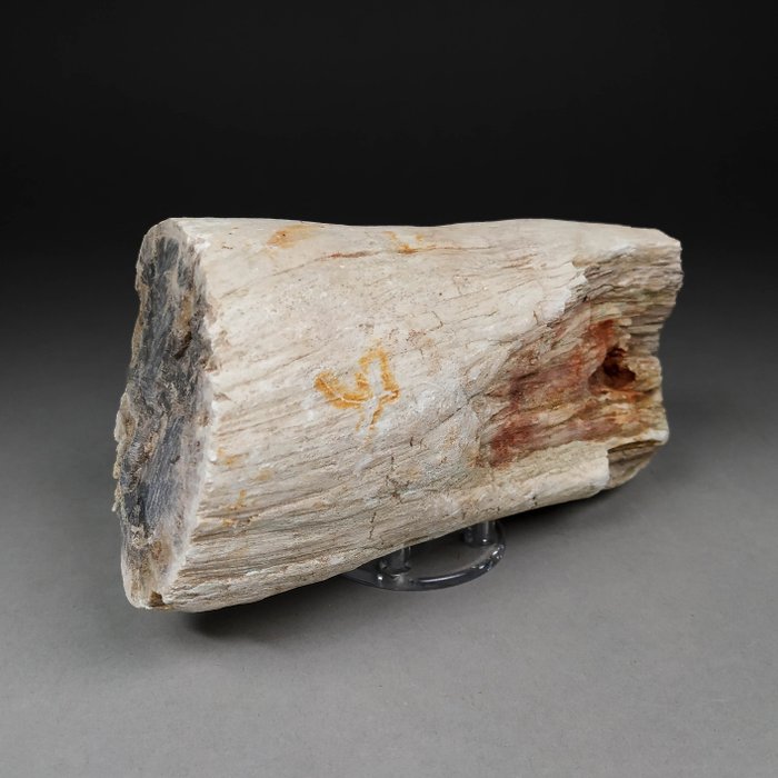 Beautiful fossil wood for sale  
