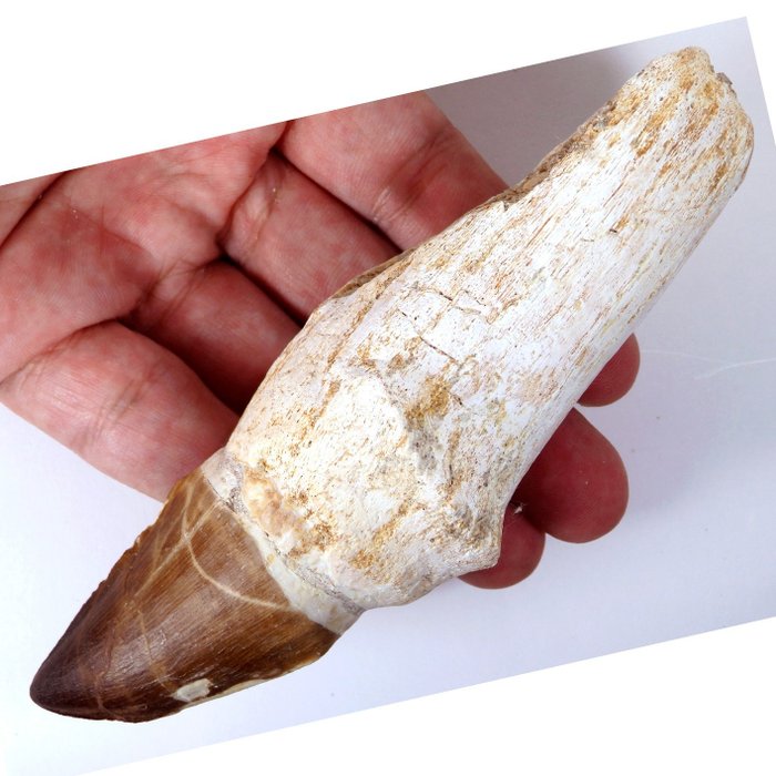 Mosasaur fossil tooth for sale  