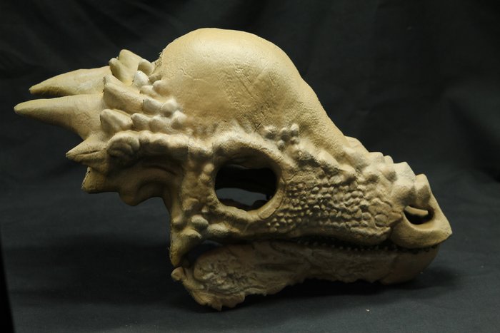 Replica pachycephalosaurus din usato  