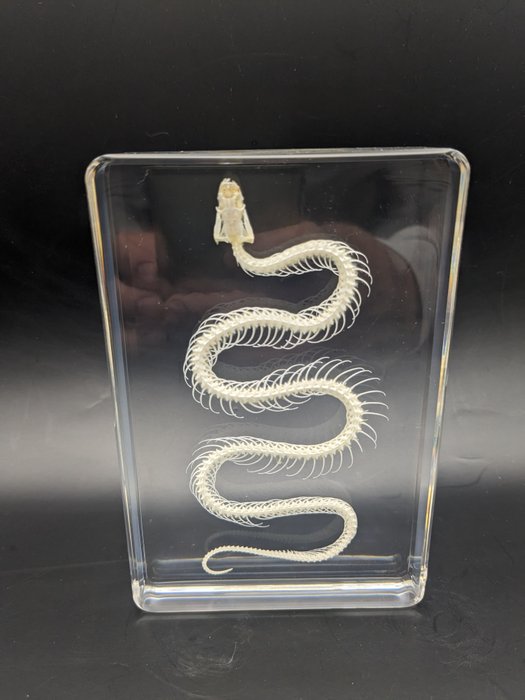 Snake skeleton serpentes for sale  
