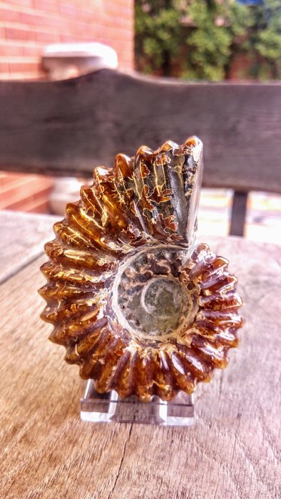 Large fossil ammonite for sale  