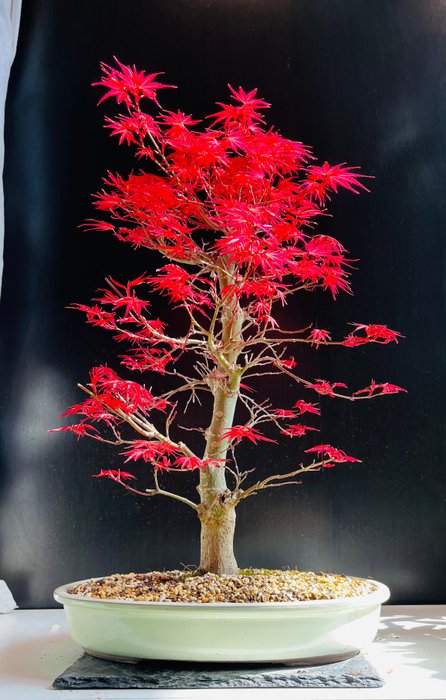 Japanese maple bonsai usato  