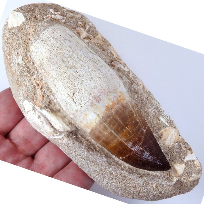 Mosasaur tooth matrix for sale  