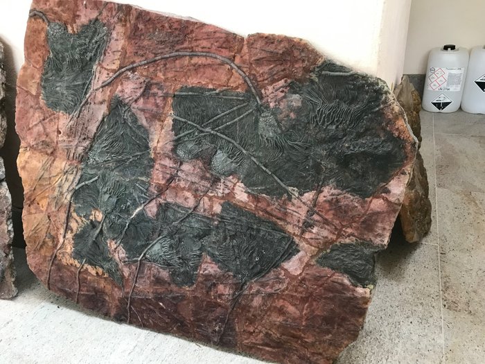 Fossil fossil matrix usato  
