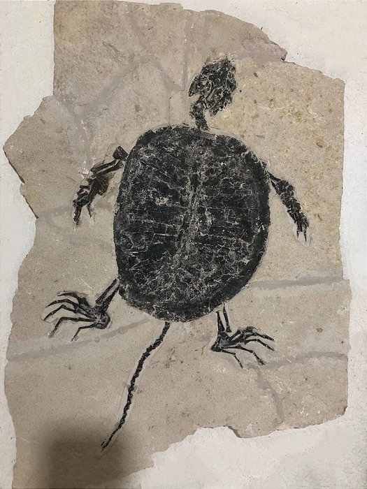 Amazing turtle fossil for sale  