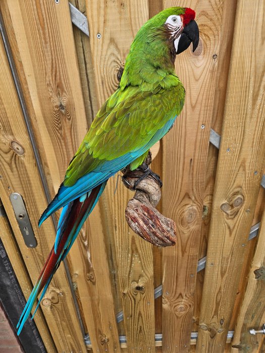 Soldiers macaw taxidermy for sale  