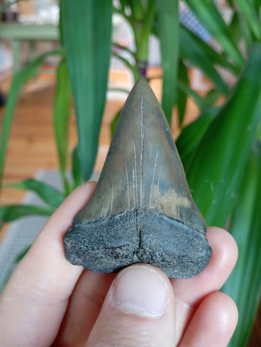 Shark fossil tooth usato  