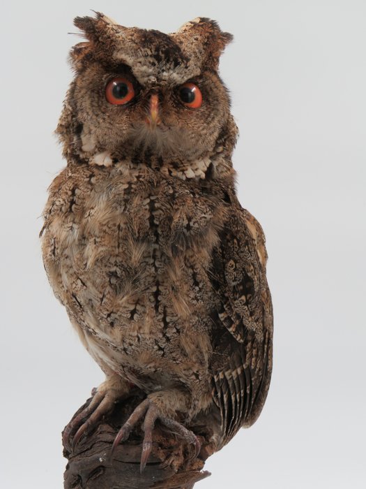 Screeching owl taxidermy for sale  