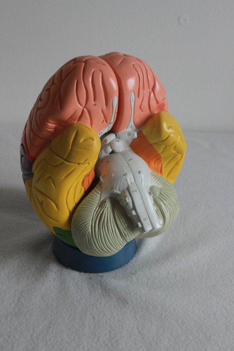 Anatomical model vinyl for sale  