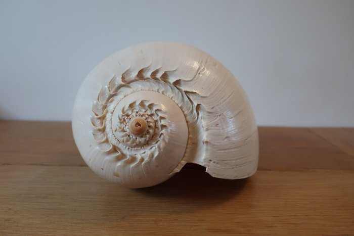 Melo aethiopica shell for sale  