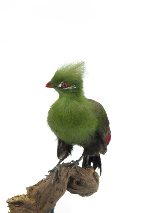 White cheeked turaco for sale  