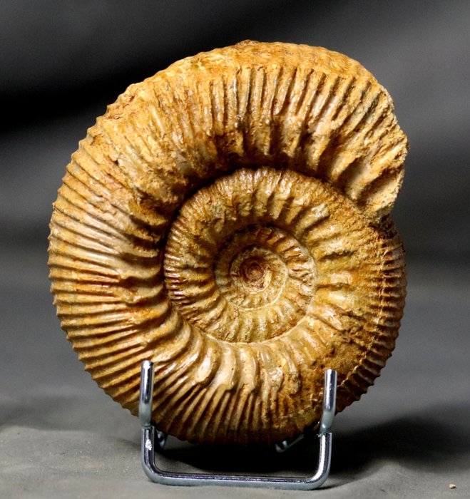 Fine ammonite sides for sale  