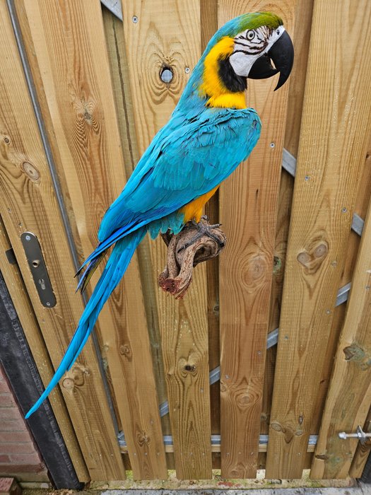 Blue yellow macaw usato  
