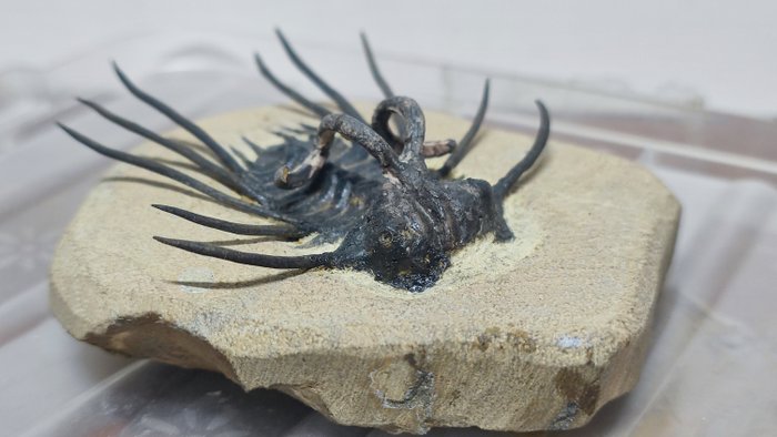 Spiny trilobite fossilised d'occasion  