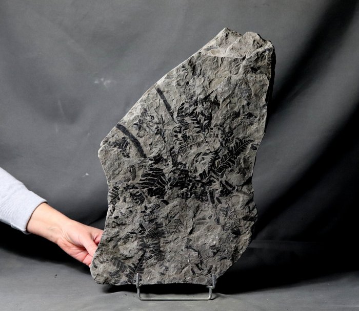 Huge detailed fossil for sale  