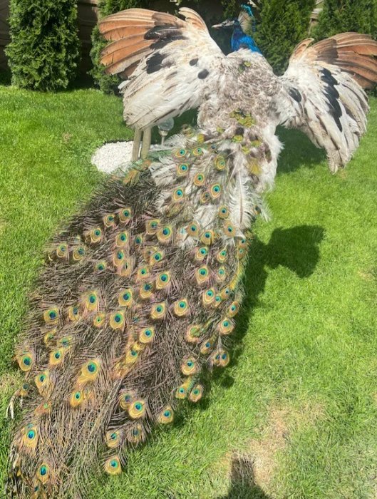 Peacock taxidermy full for sale  