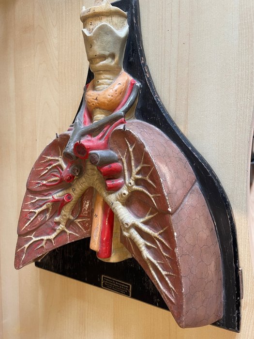 Anatomical model lungs for sale  