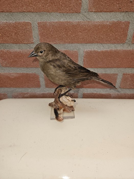 Brown headed cowbird for sale  