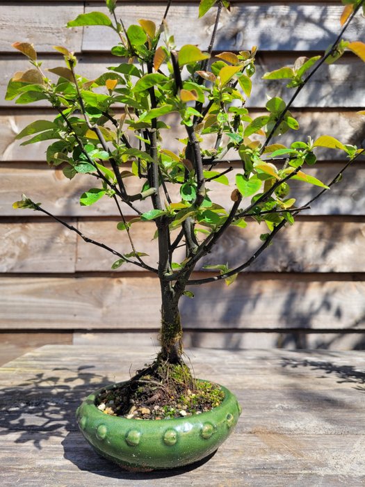 Quince bonsai height usato  