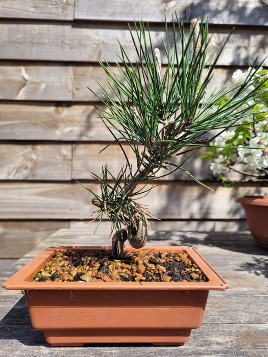 Pinus thumbergii bonsai for sale  