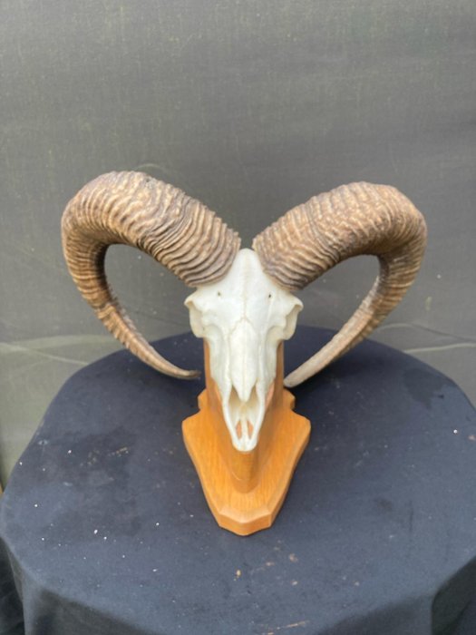 Mouflon horns ovis usato  