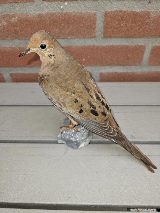 Mourning dove taxidermy for sale  