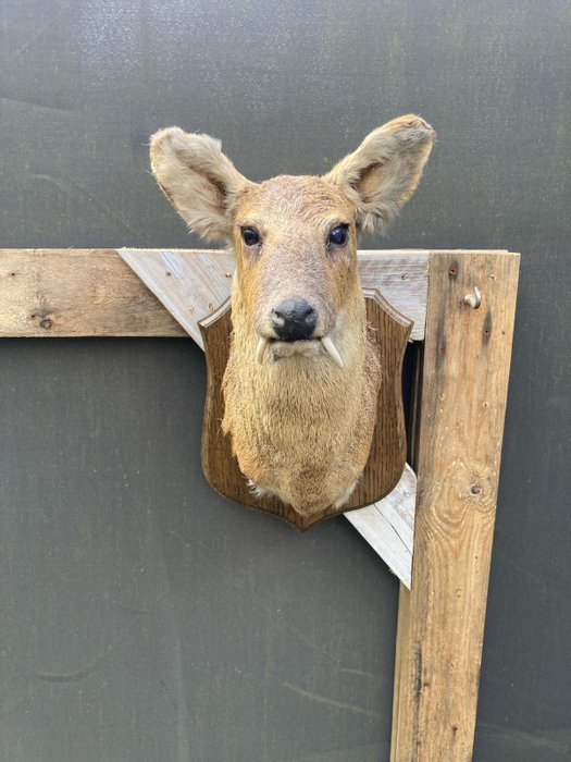 Chinese water deer for sale  