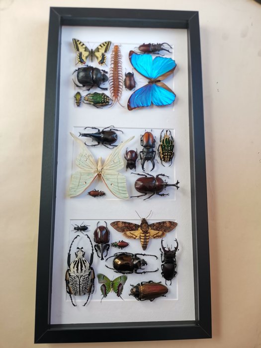 Insect mix taxidermy for sale  