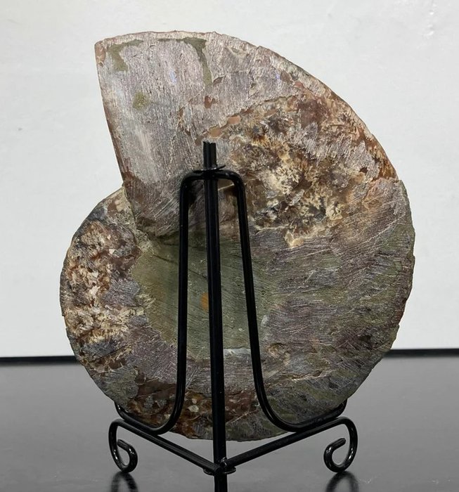 Ammolite fossil half for sale  