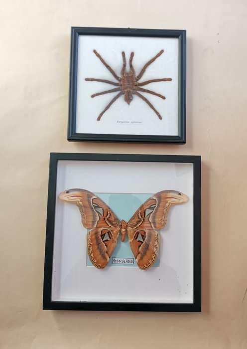 Insects taxidermy wall for sale  