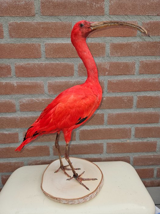 Scarlet ibis taxidermy for sale  
