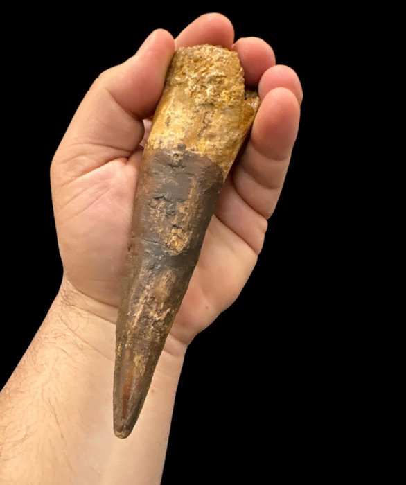 Spinosaur fossilised tusk d'occasion  