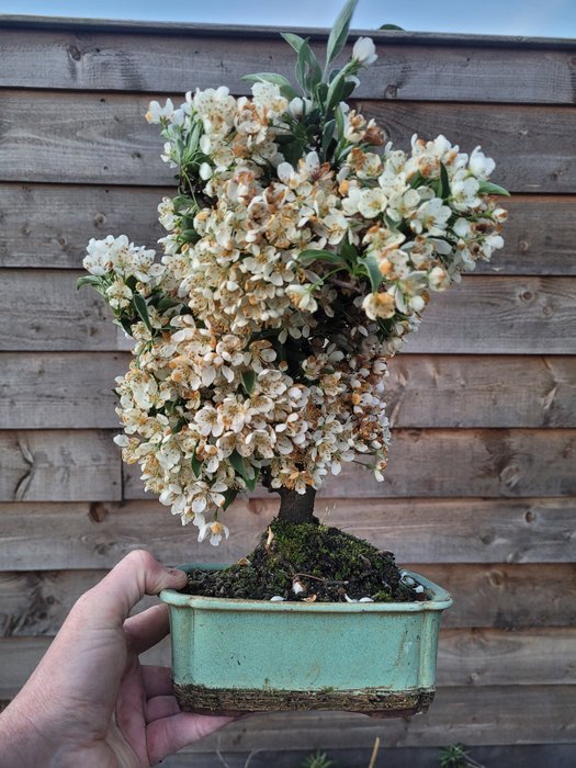 Crabapple bonsai height for sale  