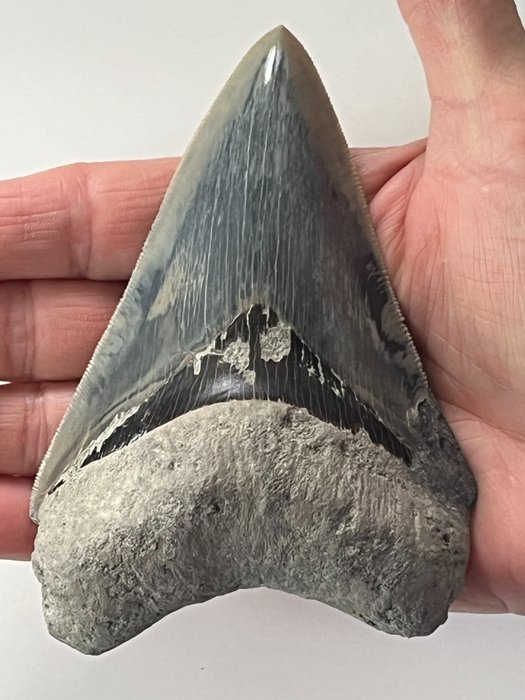 Megalodon tooth fossil usato  