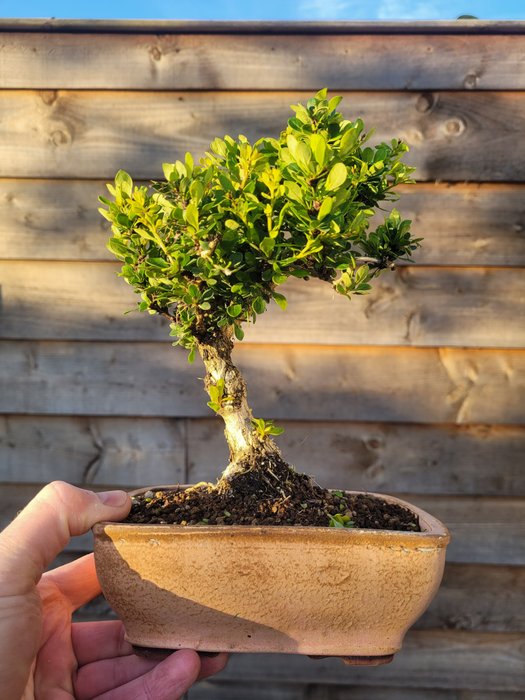 Barberry bonsai beautiful for sale  