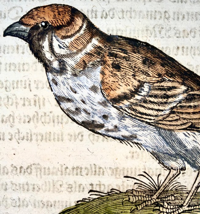 Conrad gesner sparrow for sale  