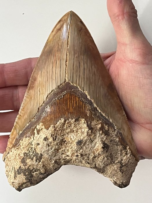 Huge megalodon tooth usato  