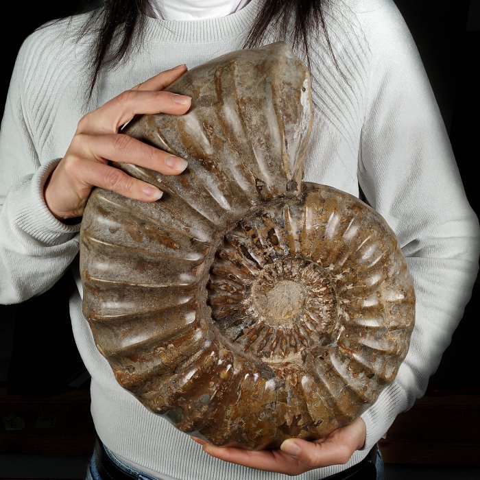 Beautiful large ammonite for sale  