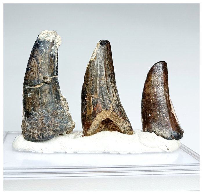 Fossil tooth set for sale  