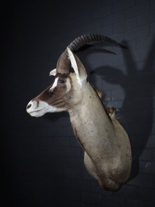 Roan antelope taxidermy for sale  