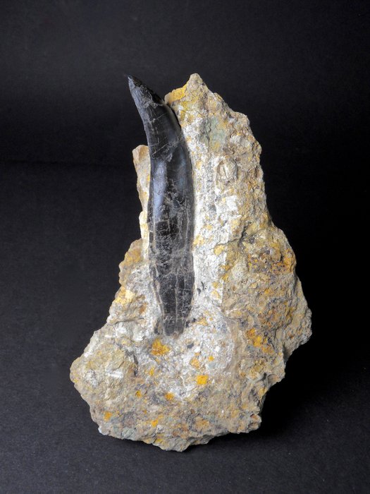 Allosaur fossil tooth for sale  