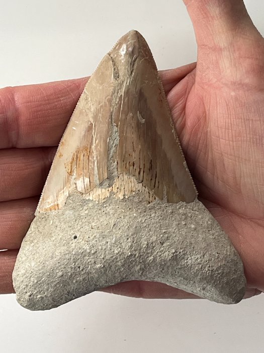 Megalodon tooth fossil for sale  