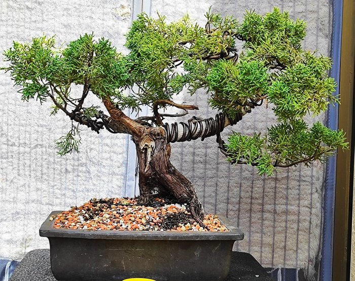 Bonsai juniperus chinensis for sale  