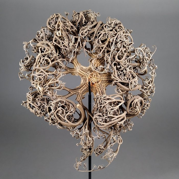 Basket stars taxidermy for sale  