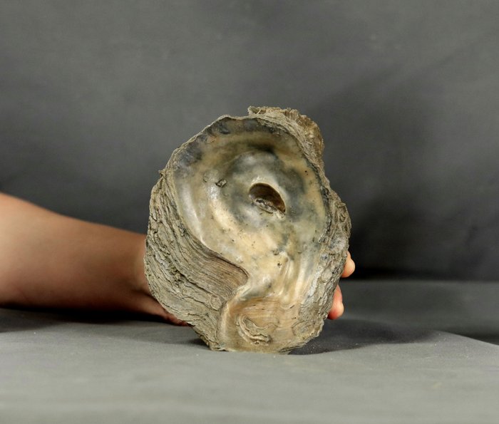 Giant oyster fossil for sale  